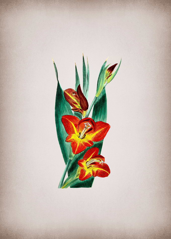 Parrot Gladiole Flower