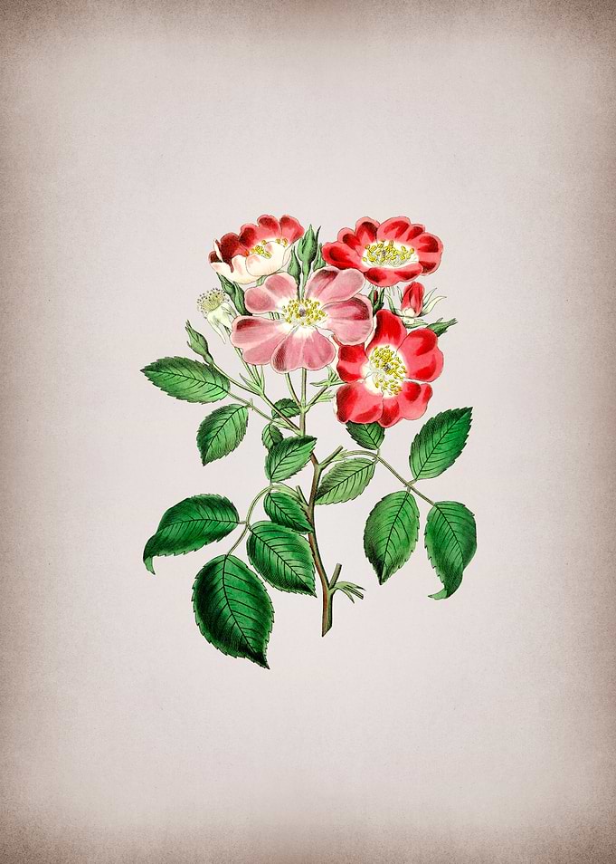 Vintage Rose Clare Flower