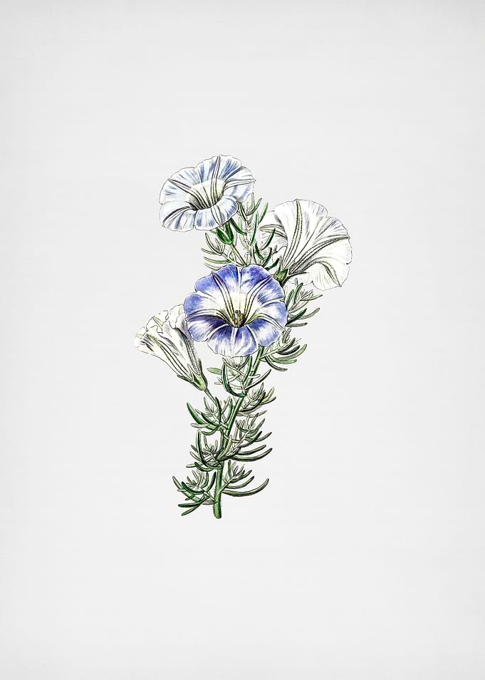 Sky Blue Alona Flower