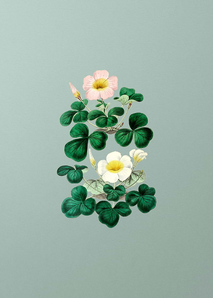 Variable Oxalis Branch