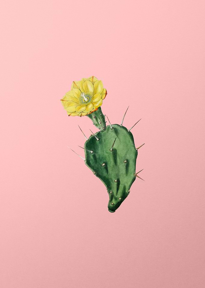 One Spined Opuntia Flower