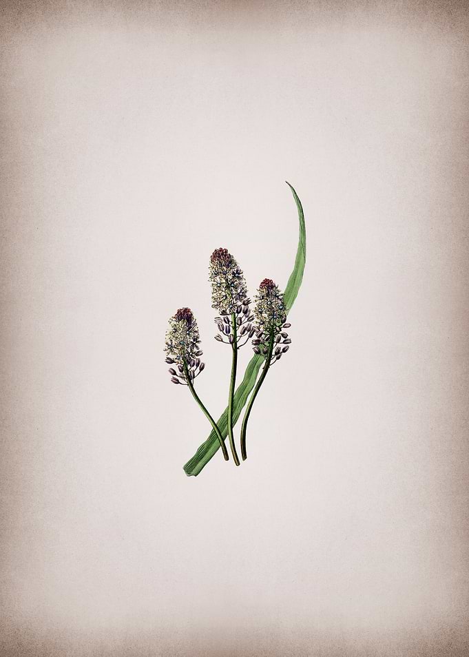 Meadow Squill Flower