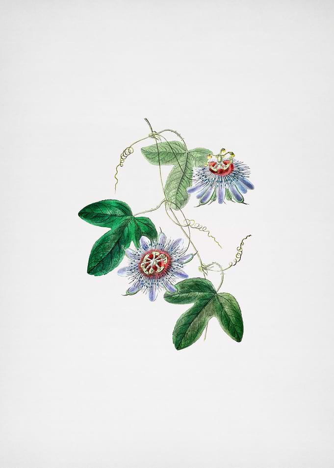 Sullivans Passion Flower