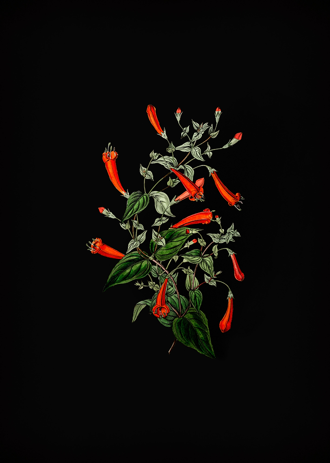 Heart Leaved Manettia