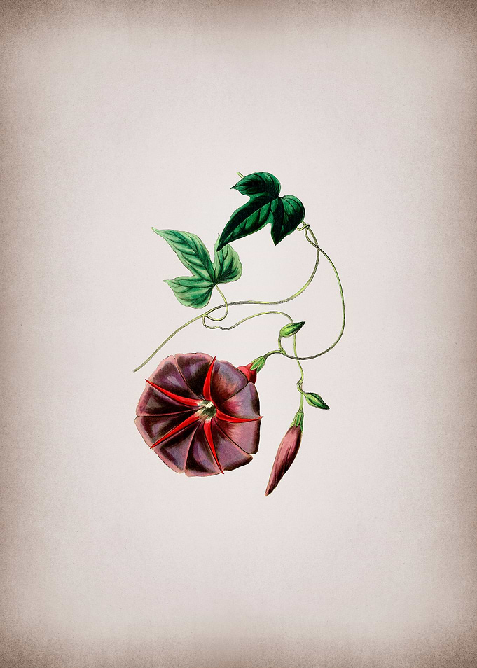 Vintage Male Jalap Flower