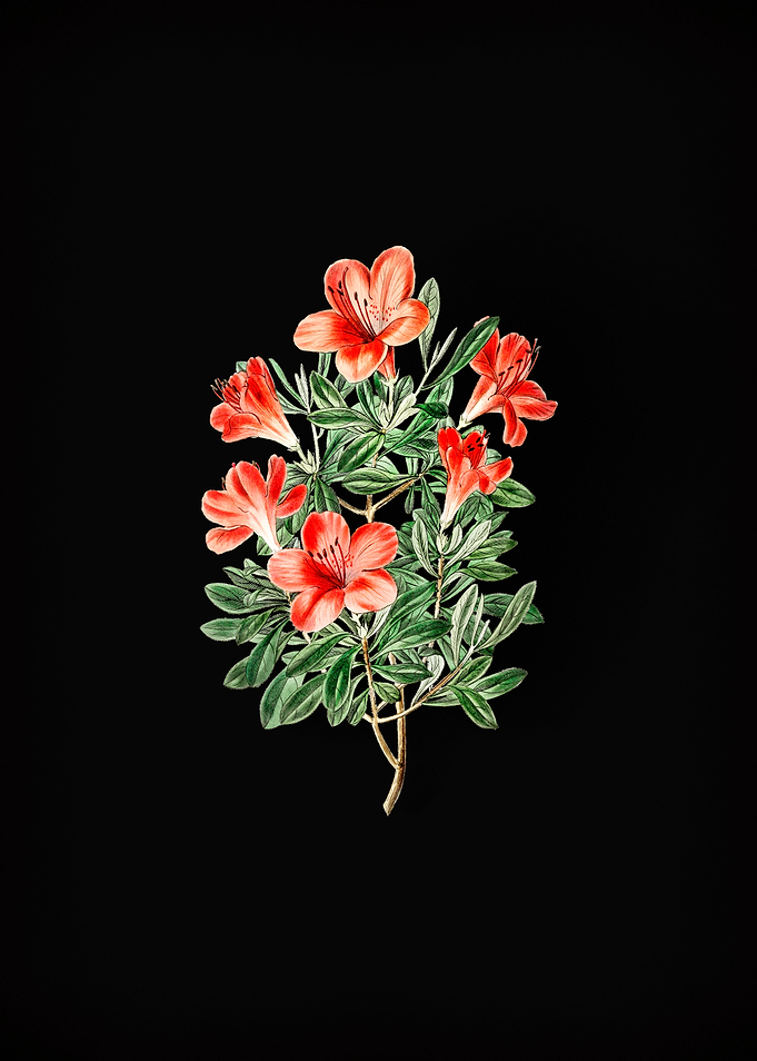 Red Chinese Azalea Black