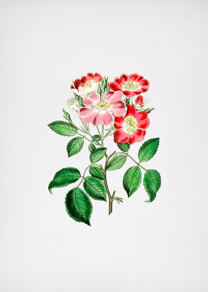 Rose Clare Flower on Paper