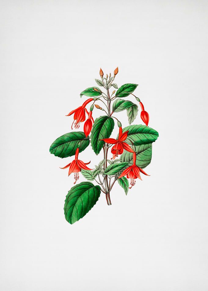 Standishs Fuchsia Flower