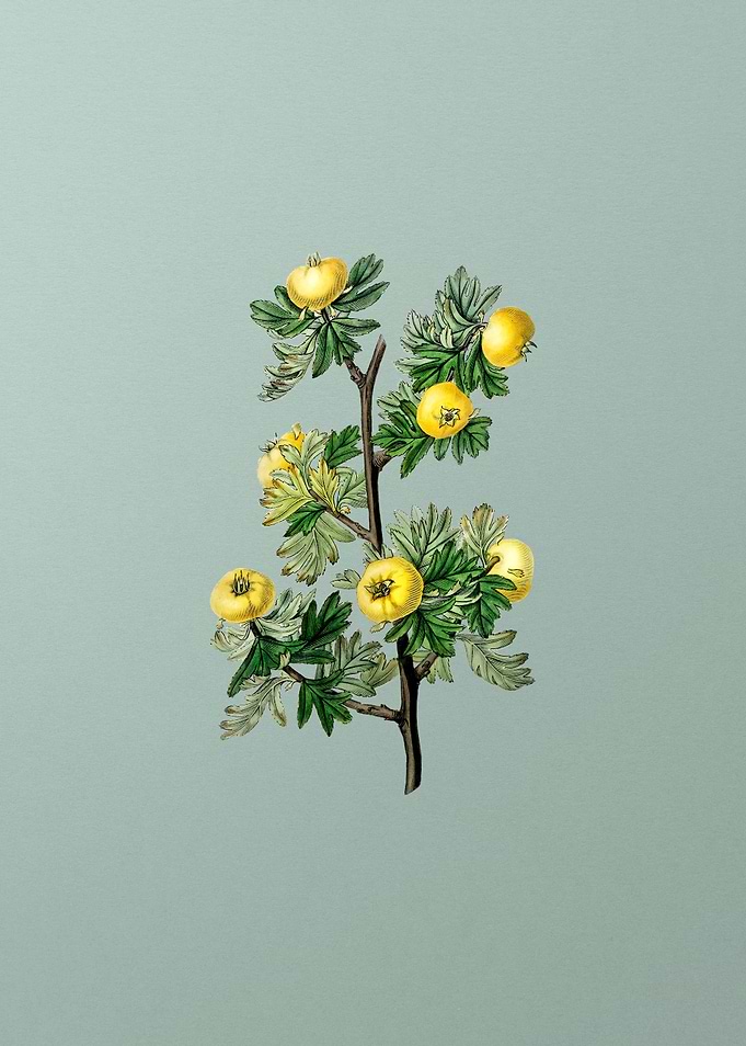 Tansy Leaf Hawthorn Flower