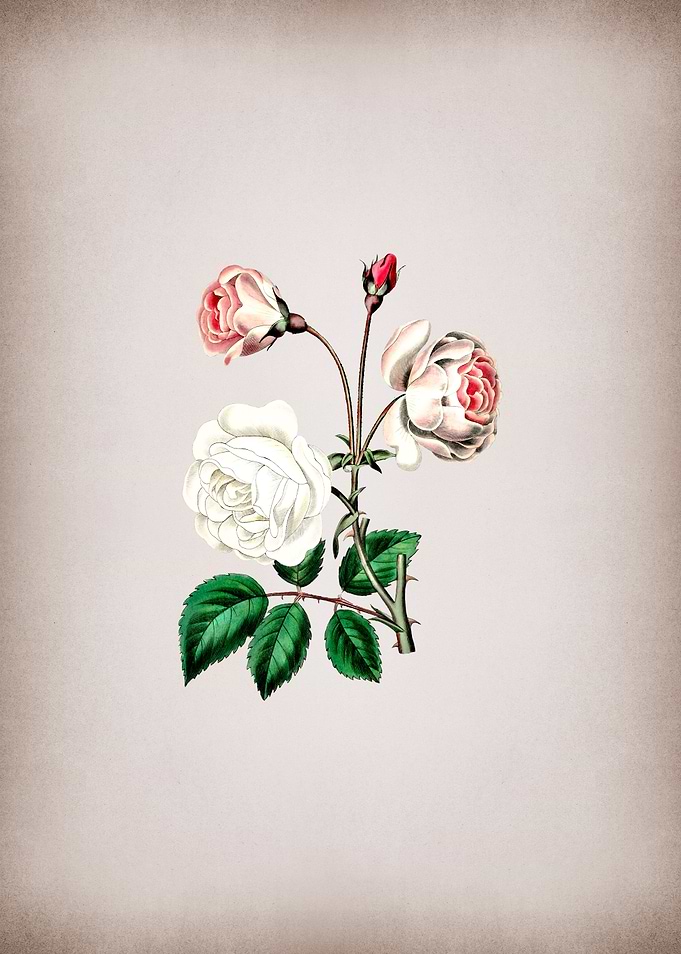 Vintage Ruga Rose Flower
