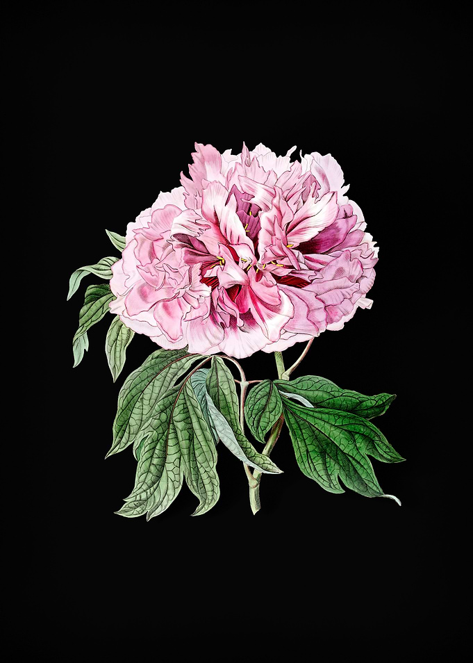 Red Curled Tree Peony
