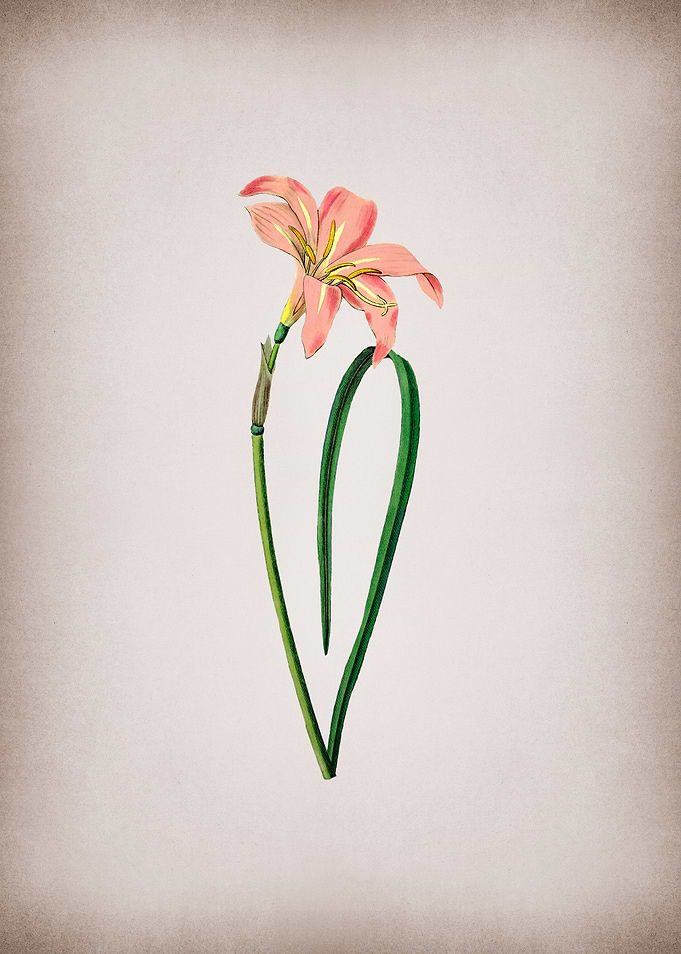 Vintage Floral Botanicals