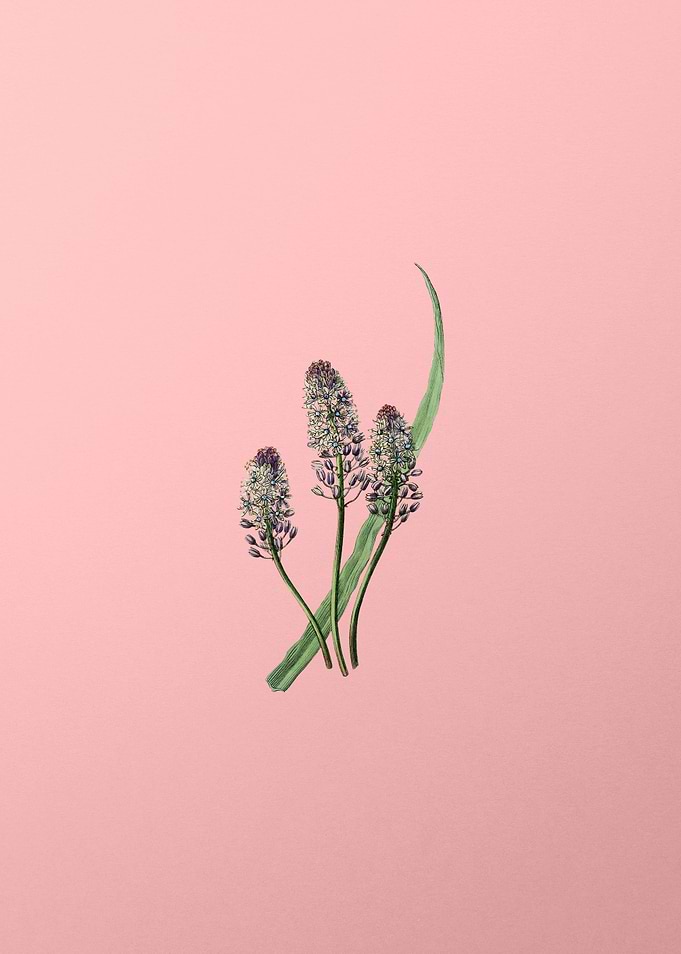 Meadow Squill Flower