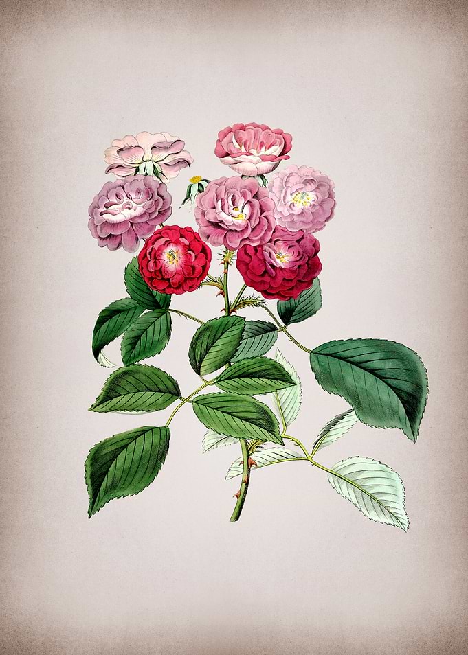 Seven Sisters Rose Flower
