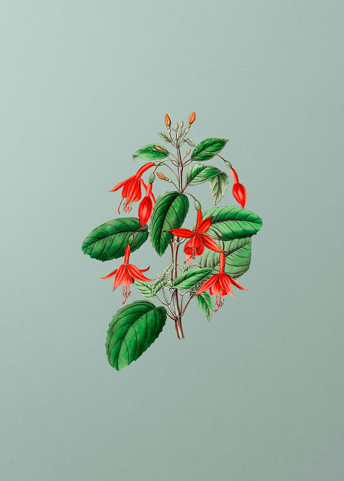 Standishs Fuchsia Flower