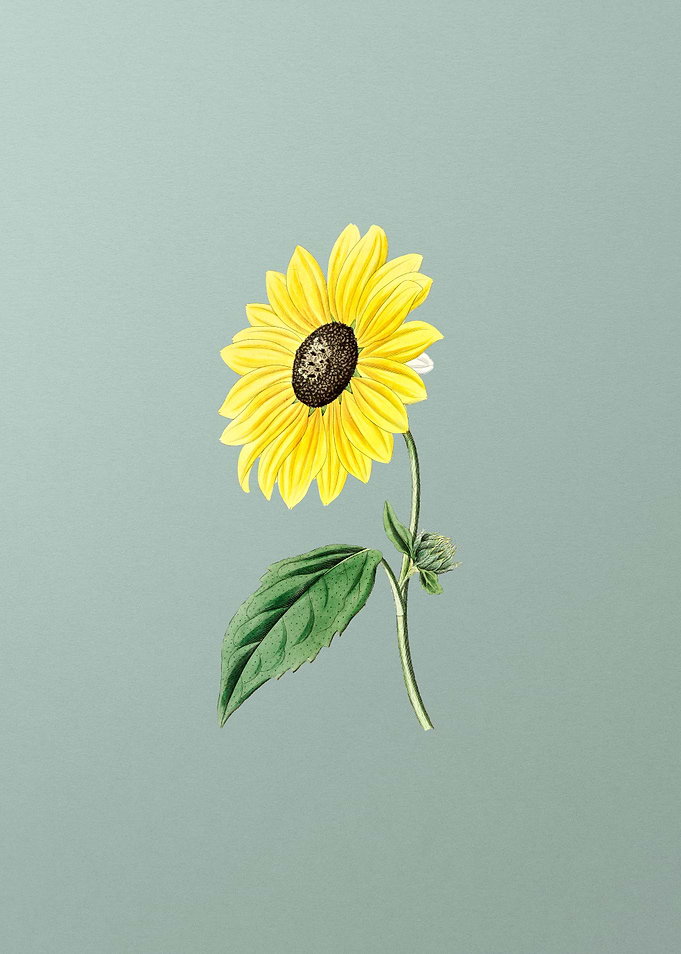 California Sunflower Mint