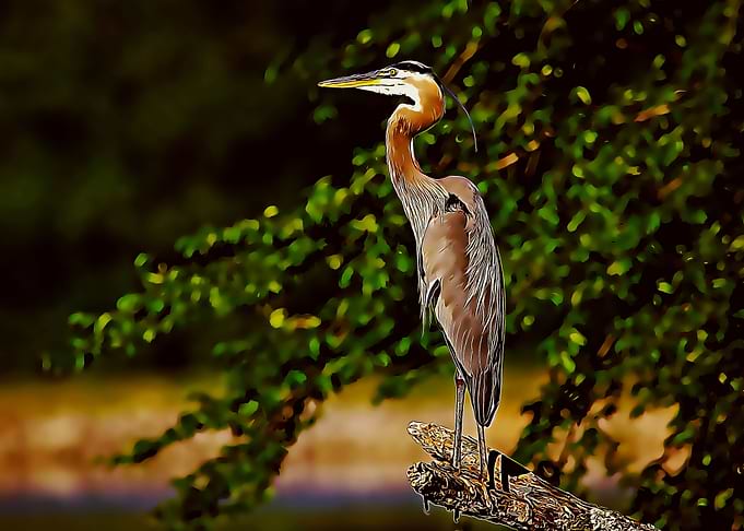 stork poster