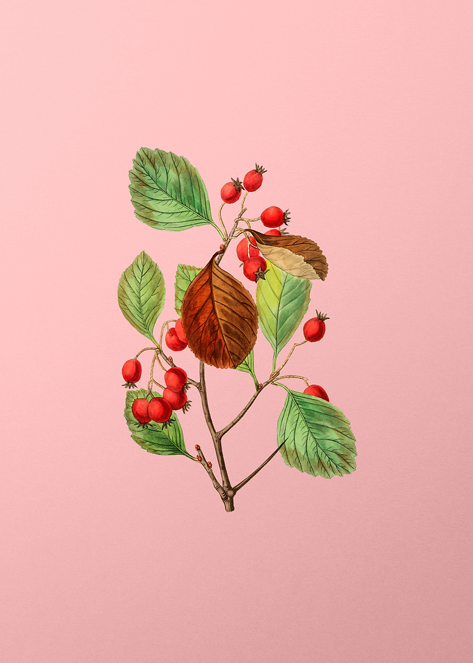 Plum Leaved Thorn Flower