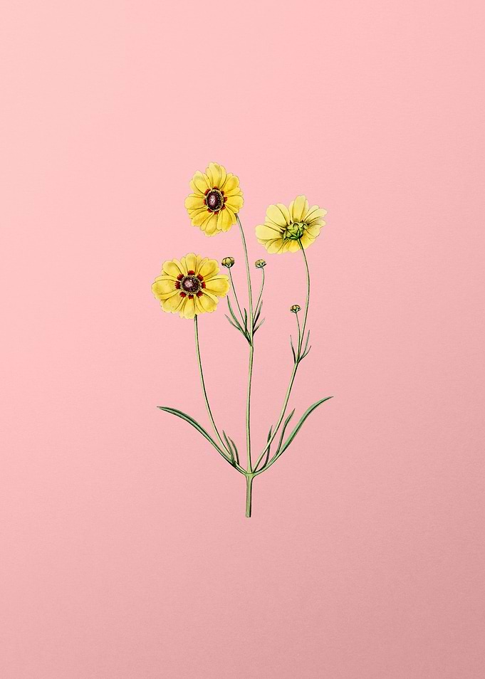 Perennial Coreopsis Flower