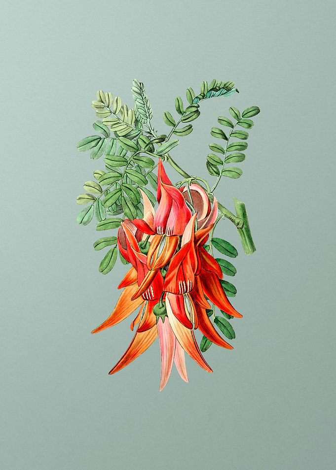 Crimson Glory Pea Flower