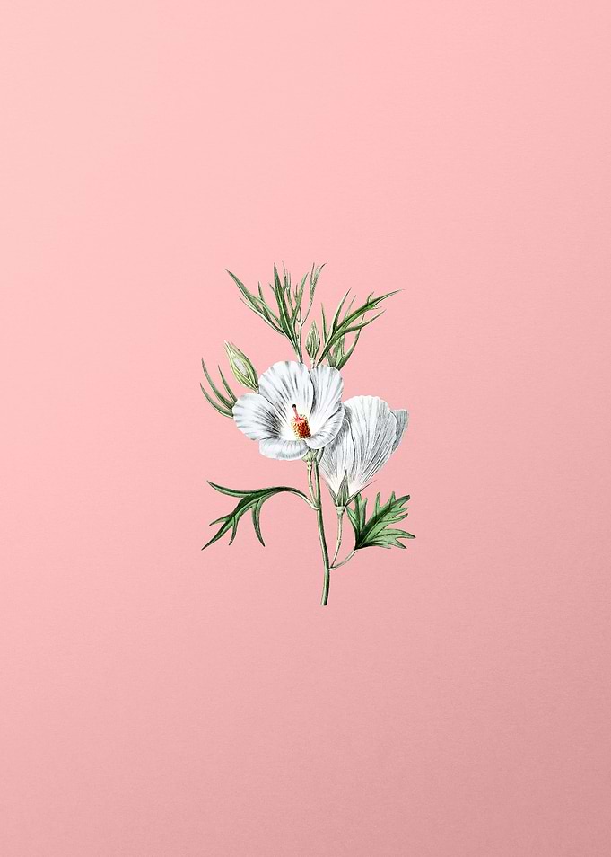 Lilac Hibiscus Flower Pink