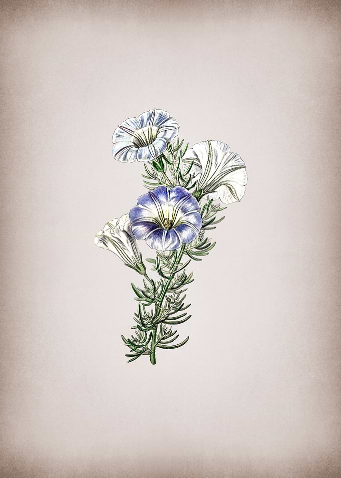 Sky Blue Alona Flower