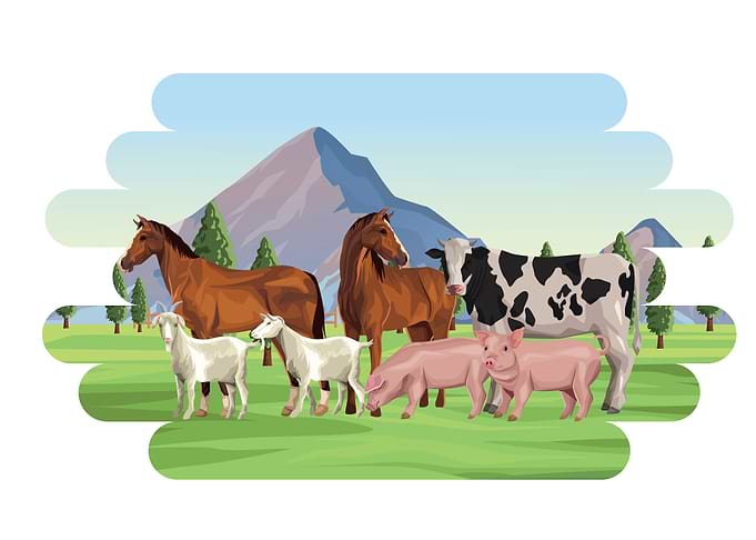 Farm