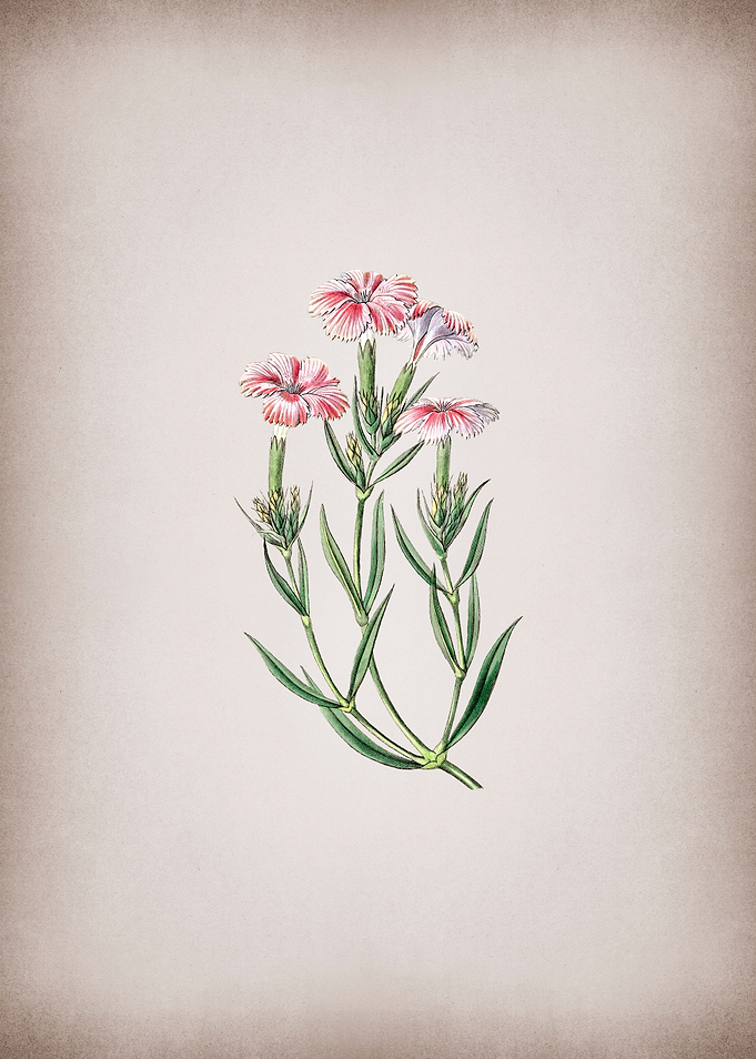 Tree Pink on Parchment