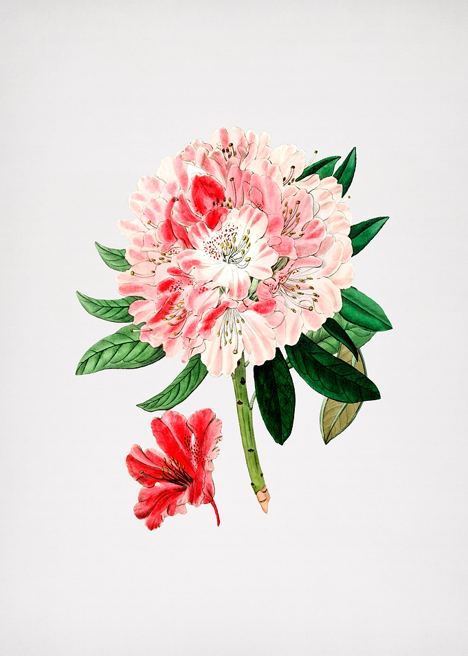 Rhododendron Flower Pink