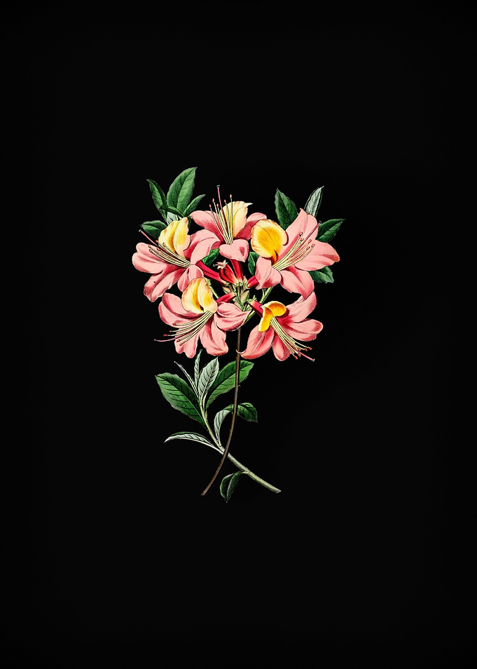 Changeable Pontic Azalea