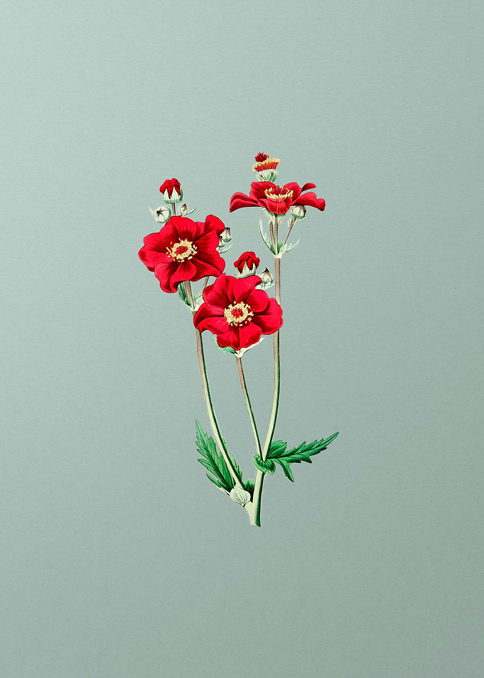 Chilian Guem Flower Mint