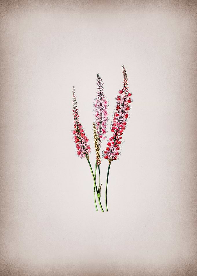 Vintage Polygonum Flower
