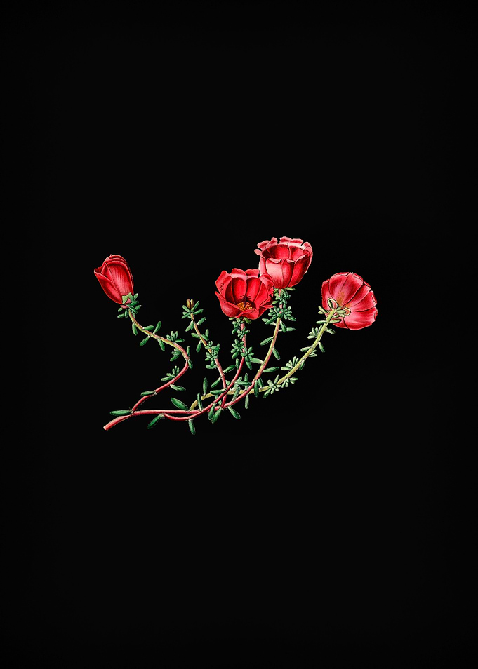 Purslane Flower on Black
