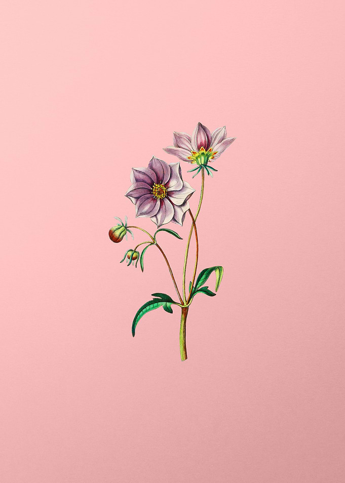 Vintage Dwarf Dahlia Pink
