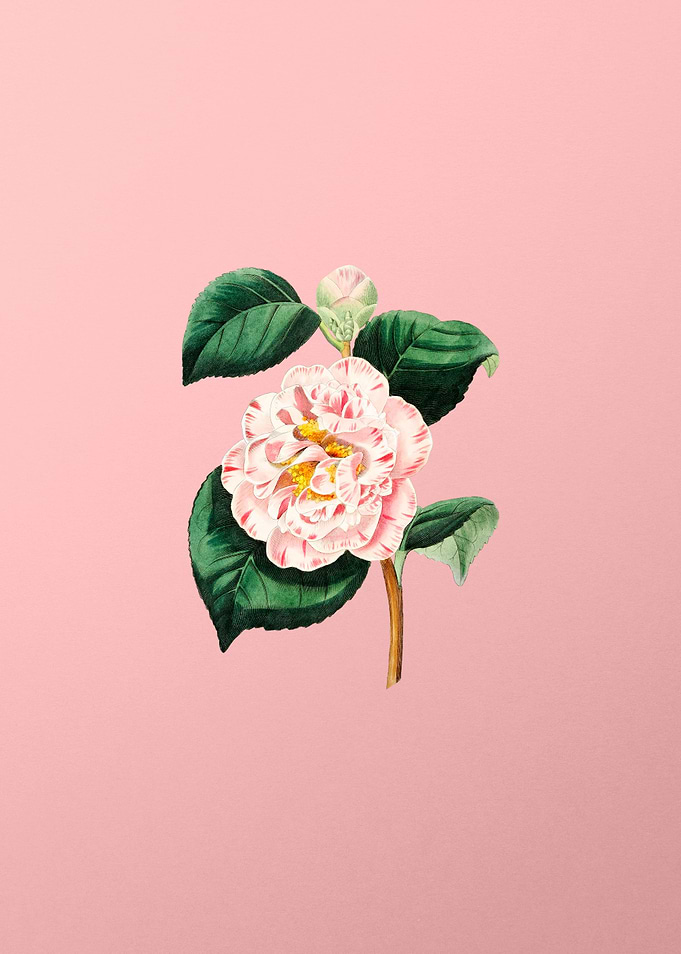 Grays Invincible Camellia