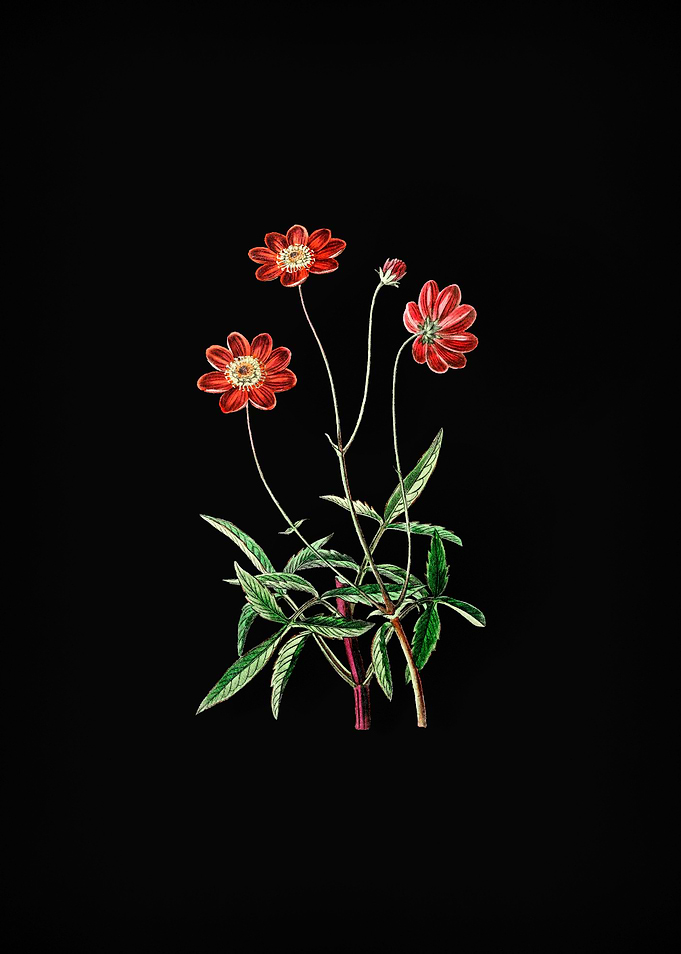 Cosmos Flower Branch
