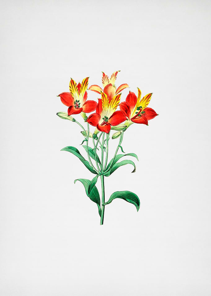 Speckled Alstroemeria