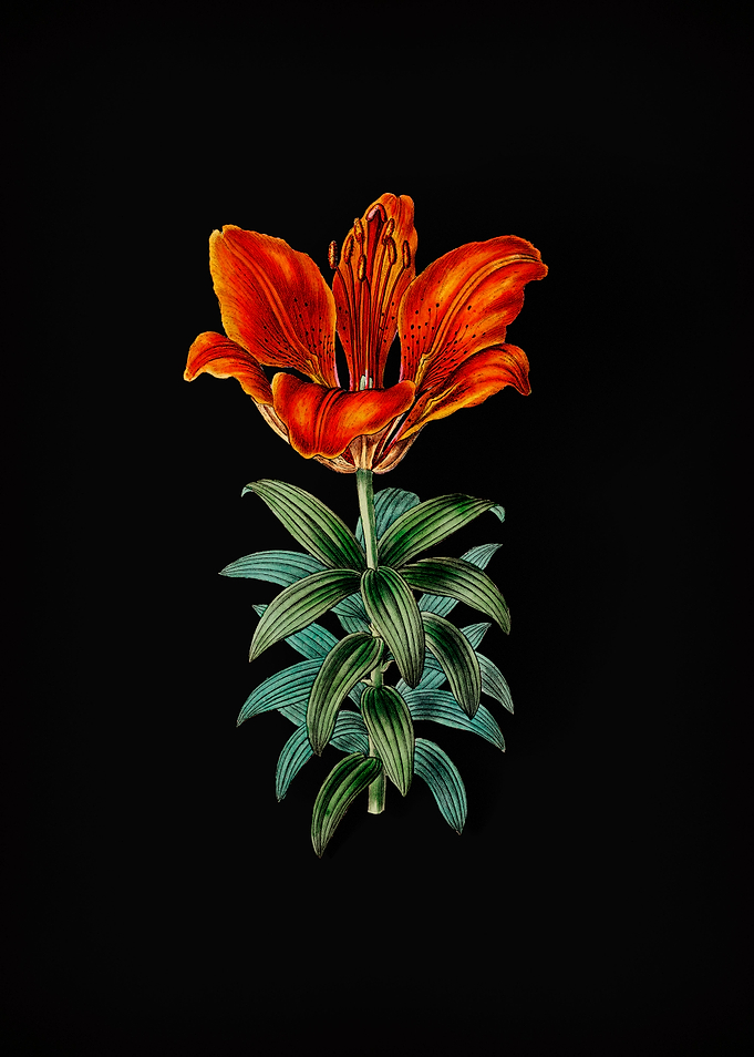 Blood Red Lily Flower