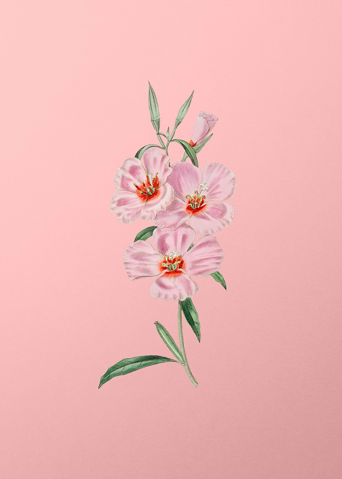 Pink Ruddy Godetia on Pink