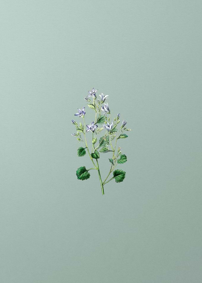 Dalmatian Wall Campanula
