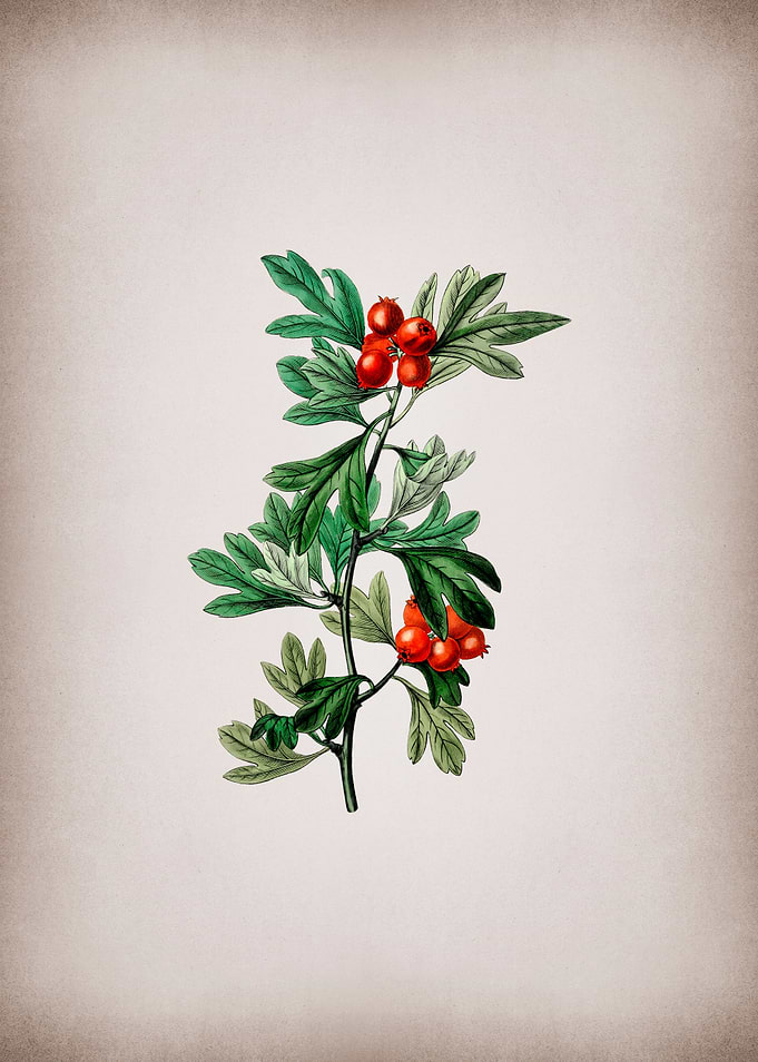 Morocco Hawthorn Flower