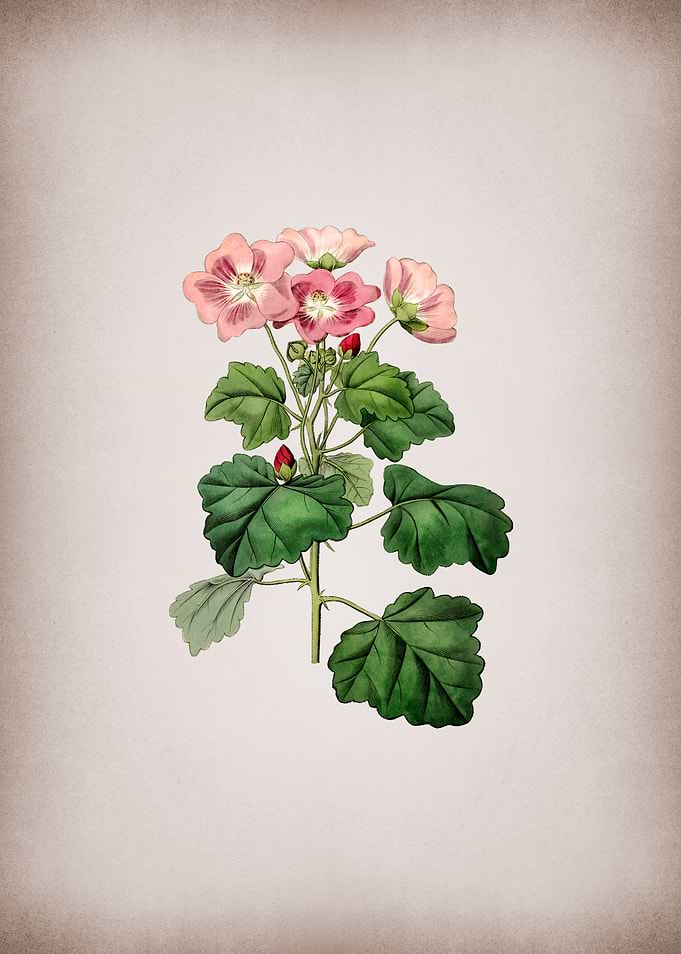 Rhomb Leaf Palavia Flower