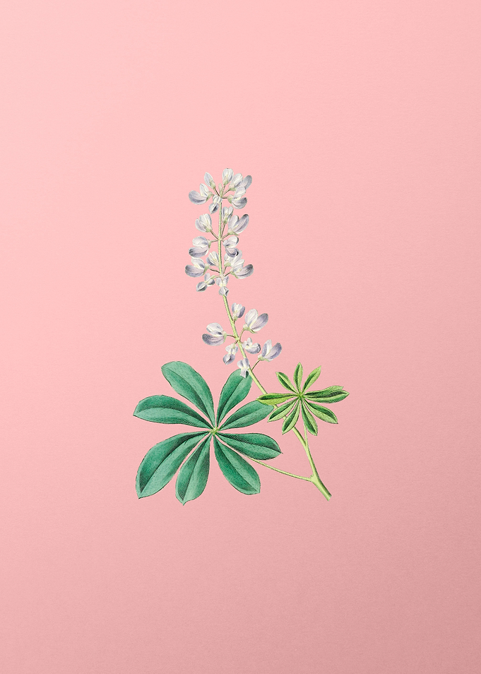 Half Shrubby Lupine Flower
