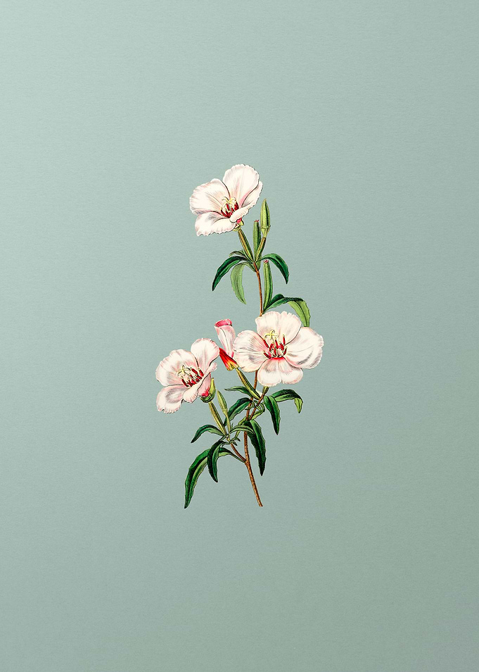 Wine Stain Godetia Flower