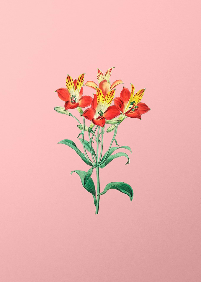 Red Speckled Alstromeria