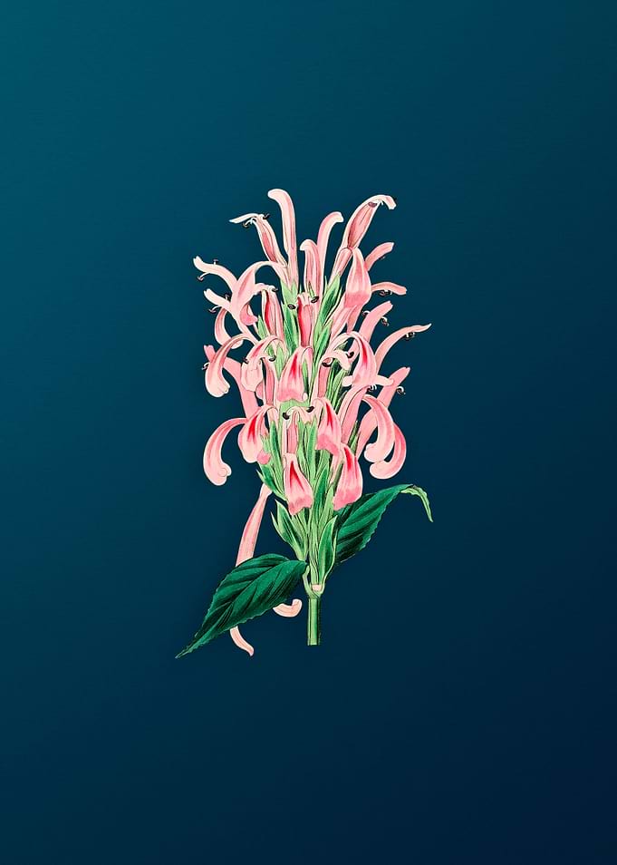 Justicia Carnea Flower