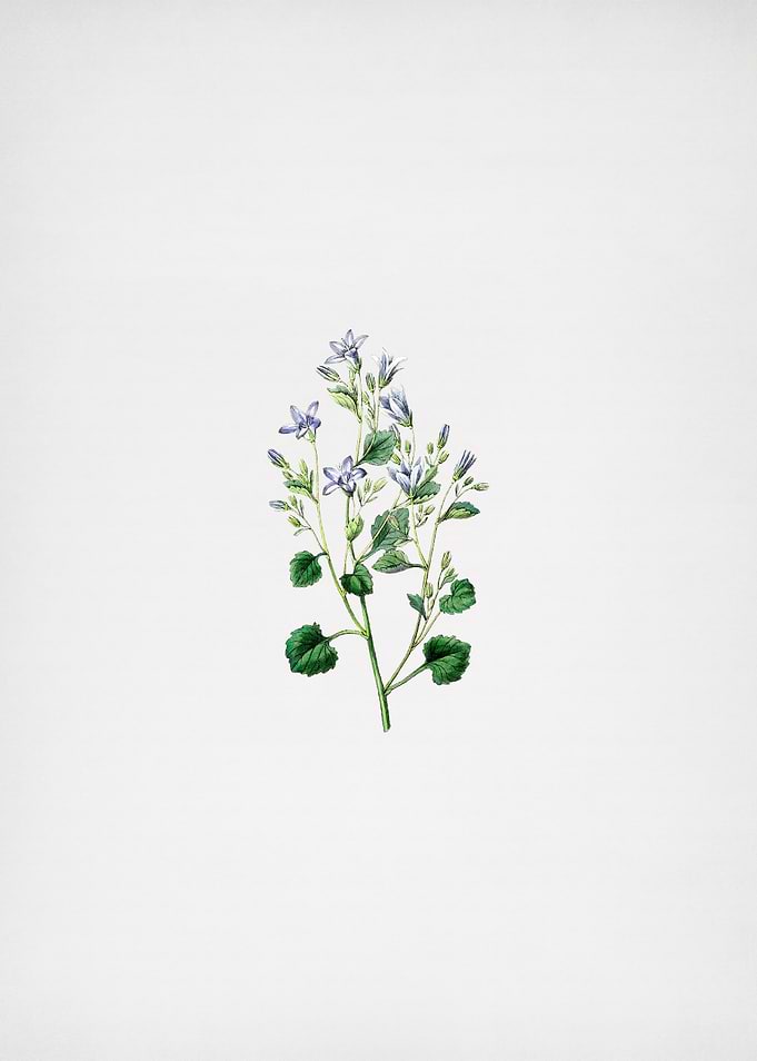 Dalmatian Wall Campanula