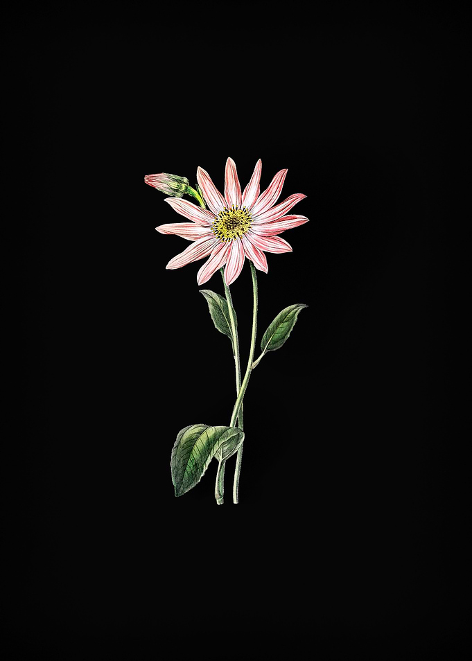 Vintage Echinacea on Black