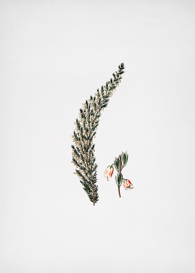 Bell Bearing Heath Flower