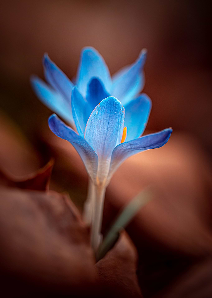 Blue spring